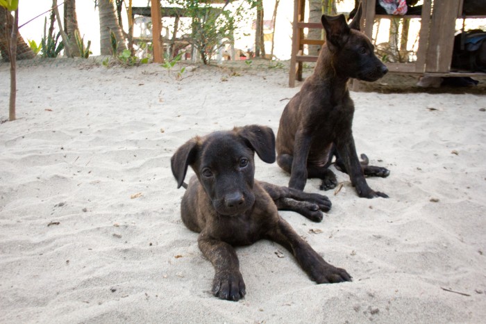 Puppies at Playa Ma
